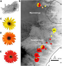 Calyx is the outermost whorl of the flower; Frontiers Geographical Variation In Flower Color In The Grassland Daisy Gerbera Aurantiaca Testing For Associations With Pollinators And Abiotic Factors Ecology And Evolution