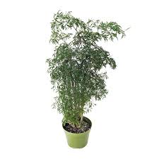 Image result for Polyscias fruticosa