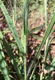 Image result for Eragrostis arenicola