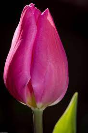 Pink Tulip Pink Tulips Tulips Flower Photos