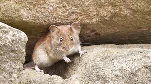 This will produce gas inside their stomachs when they eat it and cause them to die. How To Get Rid Of Mice Naturally Five Ideas Utopia