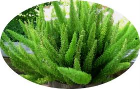 Image result for Asparagus schroederi