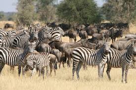 Kenya is geared towards the safari industry and thus has more international flights coming and going, and therefore. Serengeti Vs Masai Mara Which Is Better Compare Kenya Tanzania