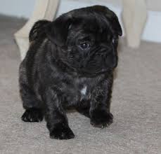 They may weigh between 15 to 30 pounds. Pug And French Bulldog Frenchie Pug Cute Pugs Pug Dog Cute Dogs