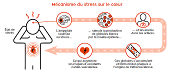 In rare cases, they can be a. Le Stress Un Facteur Majeur De Risque Cardio Vasculaire Federation Francaise De Cardiologie