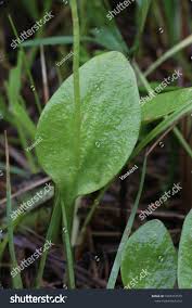 Image result for Ophioglossaceae