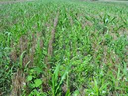 Before starting any project that requires you to dig into the ground, such as. Cover Crops For Soil Health In Storm Damaged Fields Cropwatch University Of Nebraska Lincoln