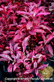 Alternanthera red rooted cutting liner. Alternanthera Brasiliana L Kuntze Brazilian Red Hots