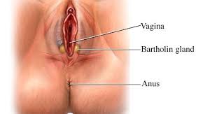 The cause of a bartholin cyst is the backup of fluid in the gland; The Bartholin Glands