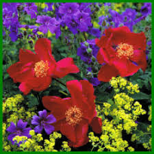 Viele unserer pflanzen sind nicht nur schön anzusehen, sondern auch oft giftig und zum teil sogar tödlich giftig, aufgrund ihrer unterschiedlichen anzeigen zum thema: Giftpflanzen Im Garten Erkennen Und Gefahren Vermeiden