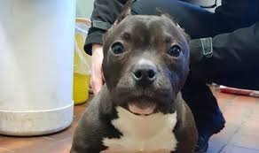Find puppies for sale near me and puppies for adoption near me teacup puppies for sale shops and puppies for adoption rescuers are cropping up in towns and cities throughout the. Dog News Puppy Put To Sleep After Cruel Ear Cropping Torture To Make It Appear Tough Nature News Express Co Uk