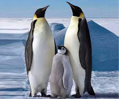 Penguin S Feet