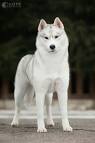 Colors of the Siberian Husky - White Siberian Husky Page