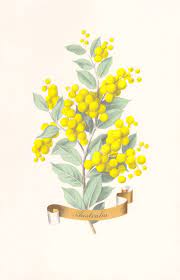 Asideproj Flower Art Flower Drawing Tutorials Australian Native Flowers