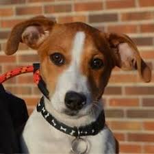 Rescue dogs are loyal and affectionate pets. Pet Card Pets Pet Adoption Dachshund Adoption