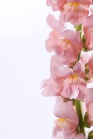 Maybe you would like to learn more about one of these? How To Deadhead Snapdragons Plants Snapdragons Growing Snapdragons