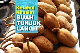 Ketika anda menderita sembelit, buah tunjuk langit bisa menjadi solusinya. Kelebihan Buah Tunjuk Langit Yang Ramai Tak Tahu Utaranews