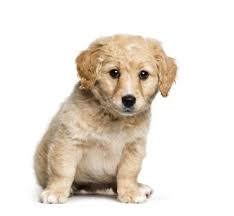 Get To Know 57 Of The Best Golden Retriever Mixes K9 Web