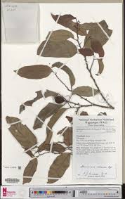 Image result for Strombosiopsis tetrandra