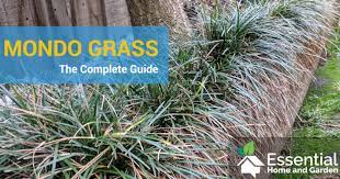 We did not find results for: Mondo Grass How To Grow It How To Care For It And More