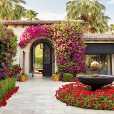 Image result for Bougainvillea