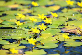 Image result for Nymphoides thunbergiana