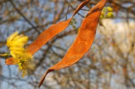 Image result for Albizia brevifolia