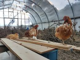 There is a building plan for a palace chicken coop listed above. Chickens In The Greenhouse Community Chickens