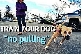 How to get a dog to walk on a leash. Train Your Dog To Not Pull On Walks Loose Leash Walking Youtube