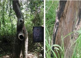 Image result for Crossopteryx