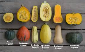 Easy Winter Squash Puree Recipe Recipe Easy Squash Recipes Squash Varieties Squash Recipes