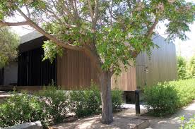 Image result for Melia azedarach