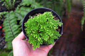 Image result for Selaginella tenerrima