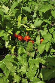 Soapy liquid is best natural control for garden pest. Marigold Plants And Pests How Do Marigolds Help A Garden