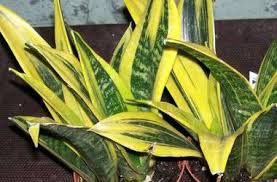 They're used as tabletop and narrow floor plants, as well as in dish gardens and kokedama. Sansevieria Trifasciata Futura Gold Flame Glasshouse Works Sansevieria Trifasciata Sansevieria Plant Tags