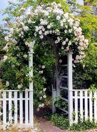 Rose Archway White Picket Fence New England Coast Cape Cod Travel Martha 39 S Vineyard Island Garden Arches White Picket Fence Garden Gates And Fencing