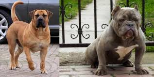 We did not find results for: Boerboel Vs American Bully Breed Comparison Mydogbreeds
