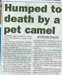 2 104 camel humps stock video clips in 4k and hd for creative projects. Woman Humped To Death By Camel Imgur