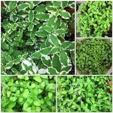 The key differences between the two types of mint are based on the other hand, peppermint is a hybrid mint; Garden Of Many Mints Clockwise From Top Left Variegated Pineapple Mint Chocolate Mint Spearmint Banana Mint And Orange Mint Gardening