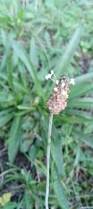 Image result for Cyathula lanceolata