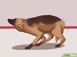 Kopekler Nasil Sakinlestirilir 12 Adim Resimlerle Wikihow