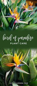 Bird Of Paradise Plant Care Birds Of Paradise Plant Paradise Plant Birds Of Paradise