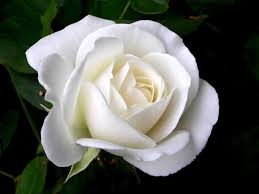 Single White Roses Rose Wallpapers White Rose Flower Rose Seeds Rose Flower