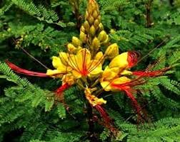 Image result for Caesalpinia glandulosopedicellata
