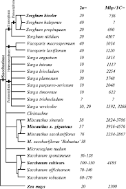 Image result for Cleistachne