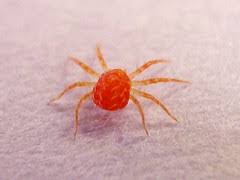 Two spotted mite (tsm), tetranychus urticae or red spider mite, can be very hard to control. Red Spider Mites Australia Garden Bugs