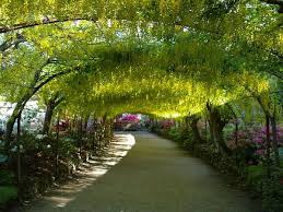 Laburnum Arch Wales Tourist Information Beautiful Gardens Most Beautiful Gardens Garden Design