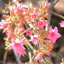 Image result for Brachychiton discolor