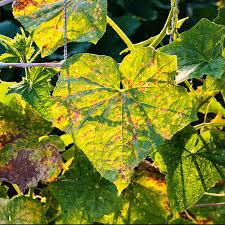 Image result for spider mites on cucumbers