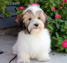 Breeder California Havanese Breeder California Havanese Puppies Kokomo Havanese Havanese Puppies Havanese Breeders Havanese